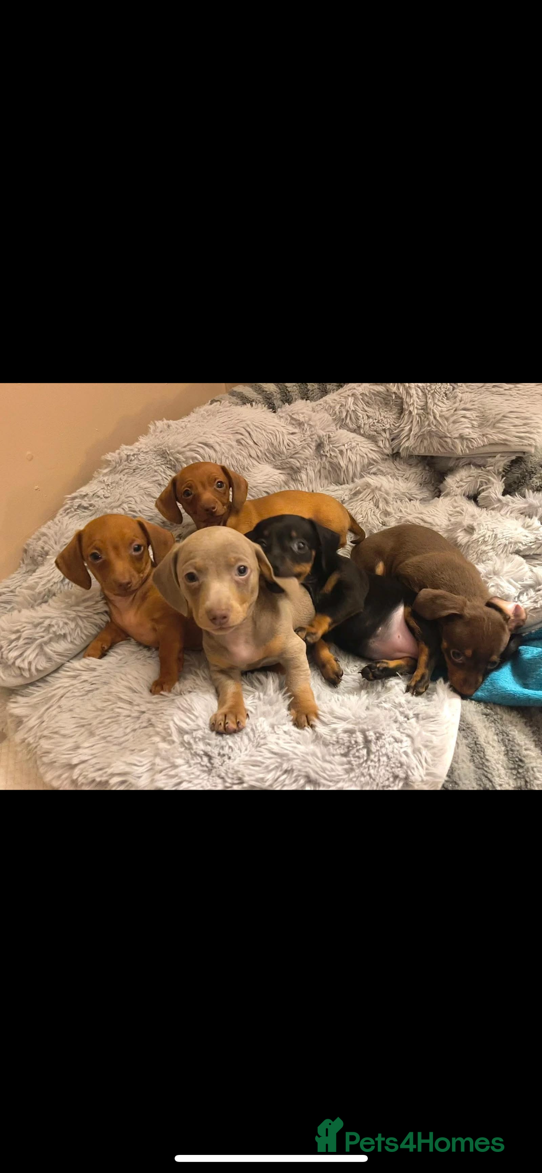 Chiweenie dogs for sale: Chiweenies for sale - Image 2