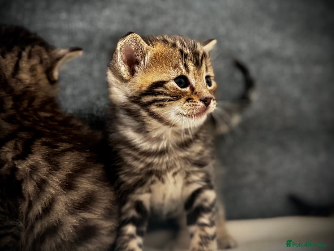 Mixed Breed cats for sale: 🌟 Exquisite Ragdoll × Bengal Kittens 🌟 - Advert 8