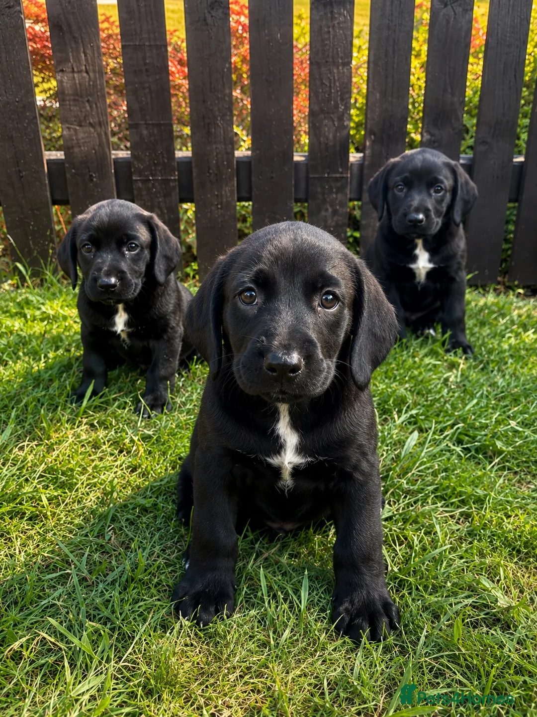 Springador dogs for sale: Springador Puppies🐶 - Advert 11