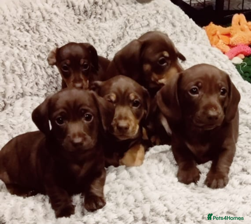 Miniature Dachshund dogs Miniature Dachshund - Advert 12