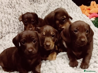 Miniature Dachshund dogs Miniature Dachshund - Advert 12