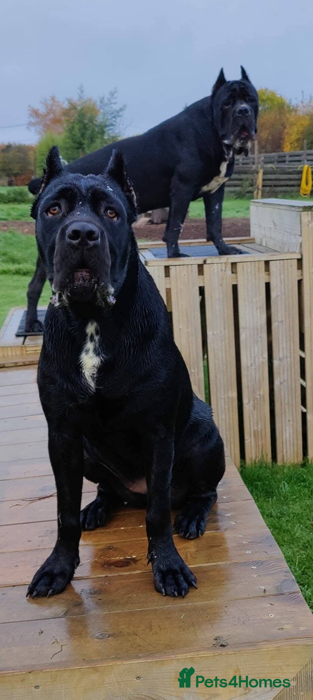 Cane Corso dogs for sale: Champion/true to type cane corso puppies - Advert 7