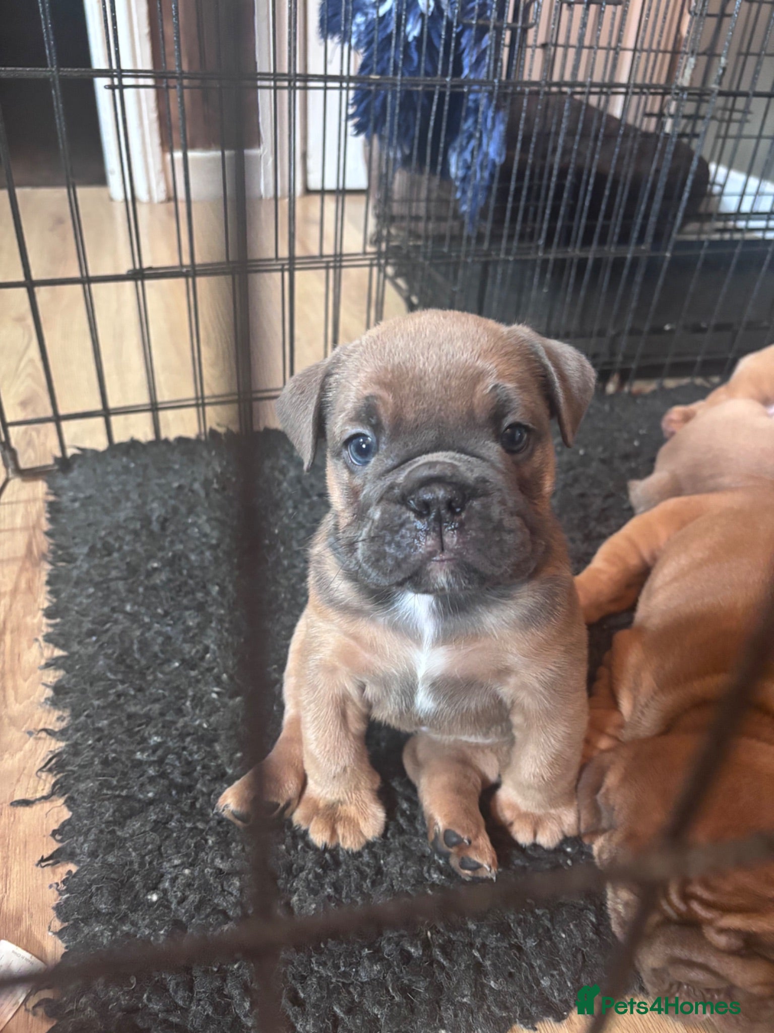English Bulldog dogs Last girl 🩷English bulldogs puppies  - Advert 16