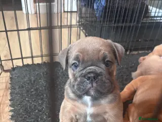English Bulldog dogs Last 2 girls 🩷English bulldogs puppies - Advert 1