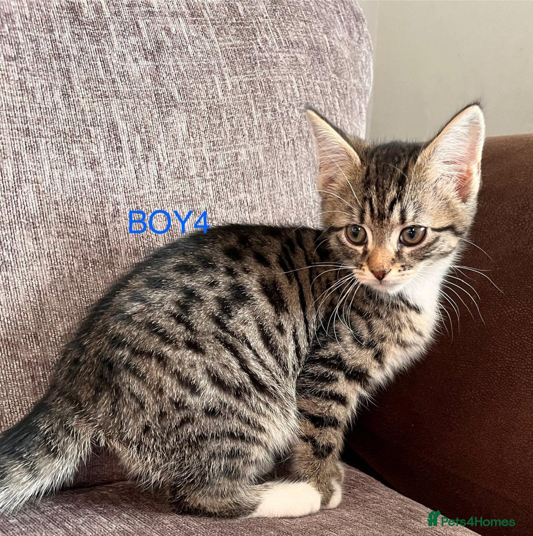 Mixed Breed cats for sale: Amazing kittens for sale  - Advert 25