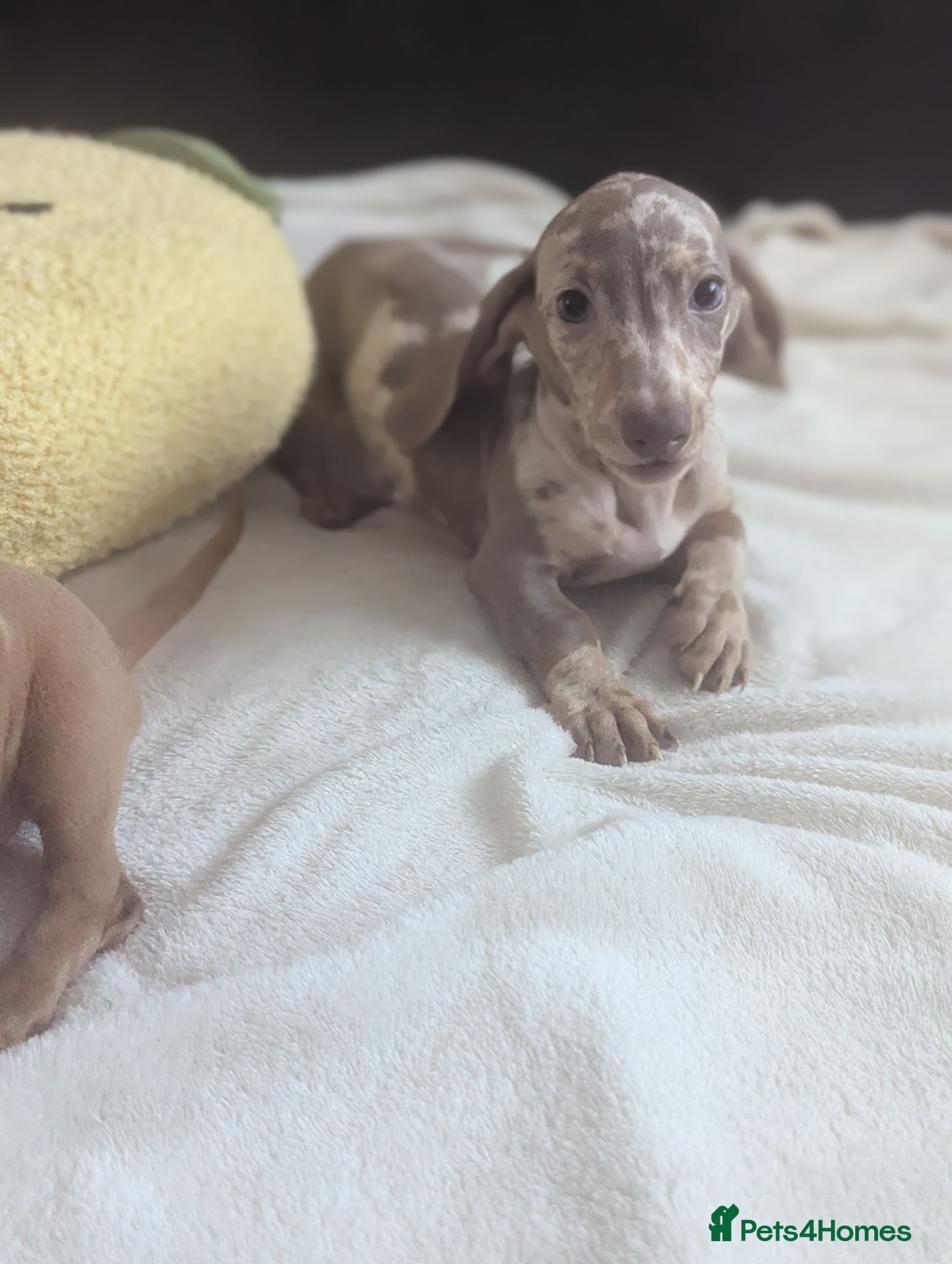Miniature Dachshund dogs Miniature dachshund puppies - Advert 15