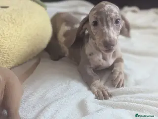 Miniature Dachshund dogs Miniature dachshund puppies - Advert 15