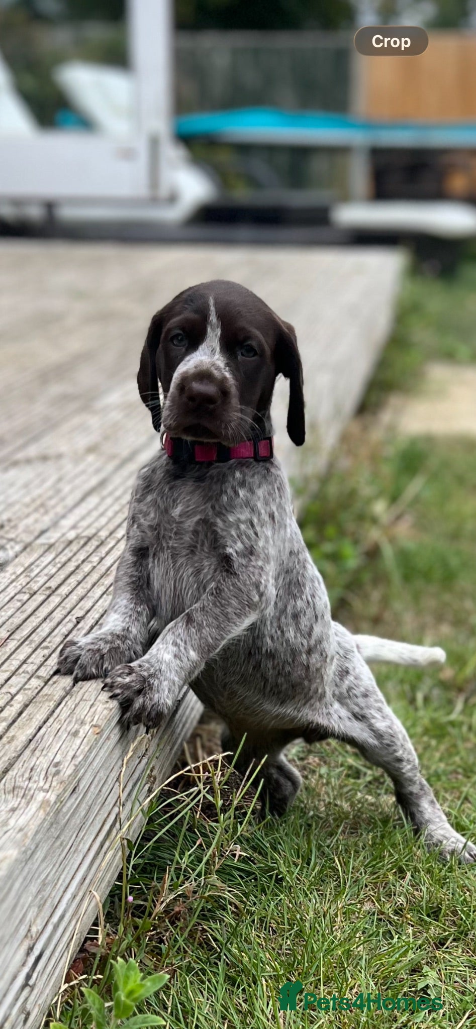 German Shorthaired Pointer dogs Premium GSP Puppies from Award-Winning Bloodlines - Advert 4