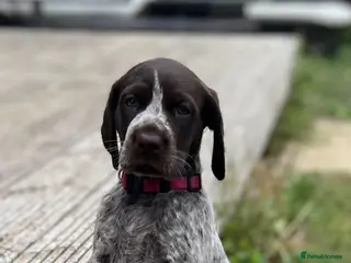 German Shorthaired Pointer dogs Premium GSP Puppies from Award-Winning Bloodlines - Advert 4