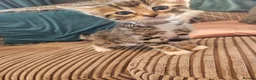 Bengal cats for sale: Begal cross kittens  - Advert 8