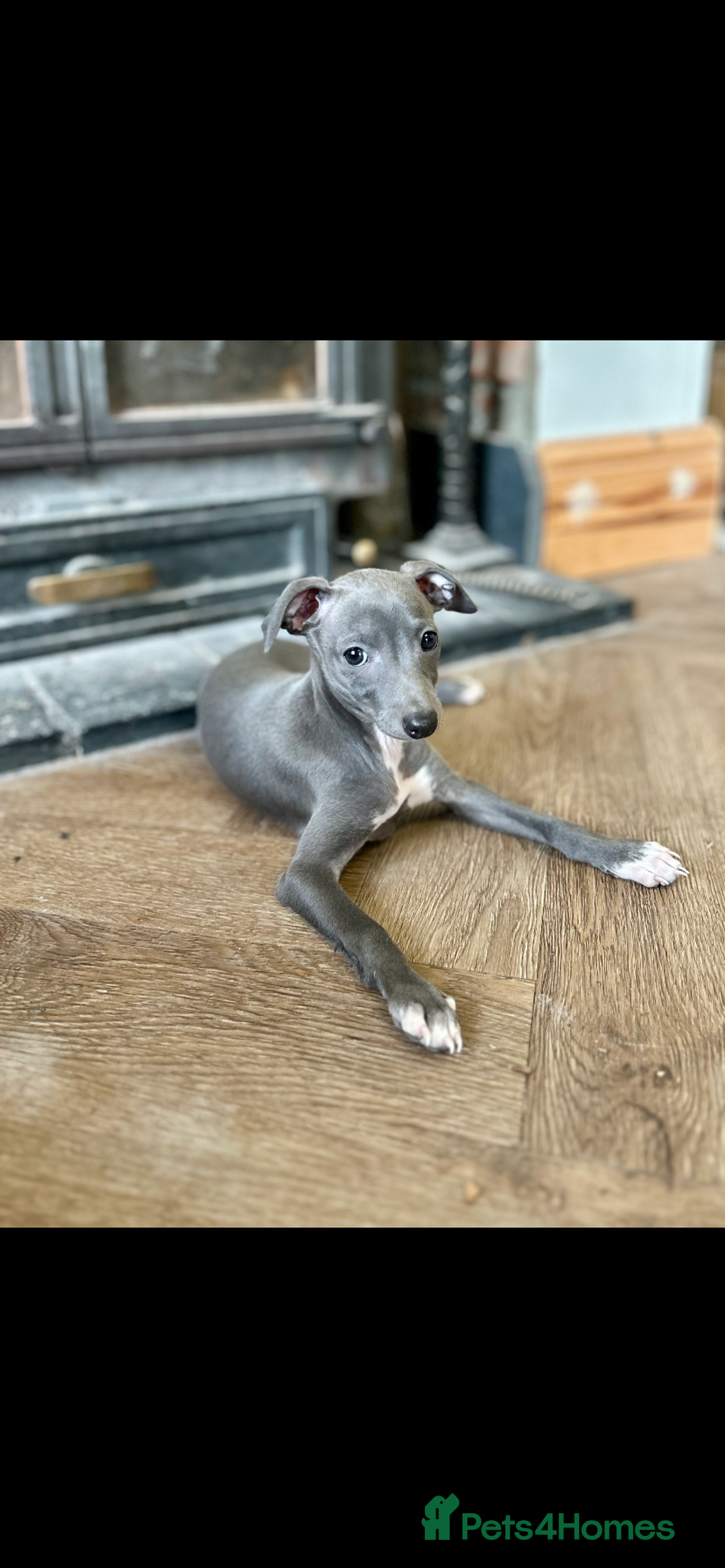 Italian Greyhound dogs for sale: KC REGISTERED ITALIAN GREYHOUND BITCH PUPPY - Advert 1