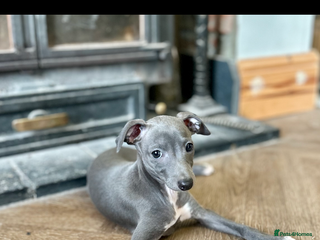 Italian Greyhound dogs KC REGISTERED ITALIAN GREYHOUND BITCH PUPPY - Advert 2