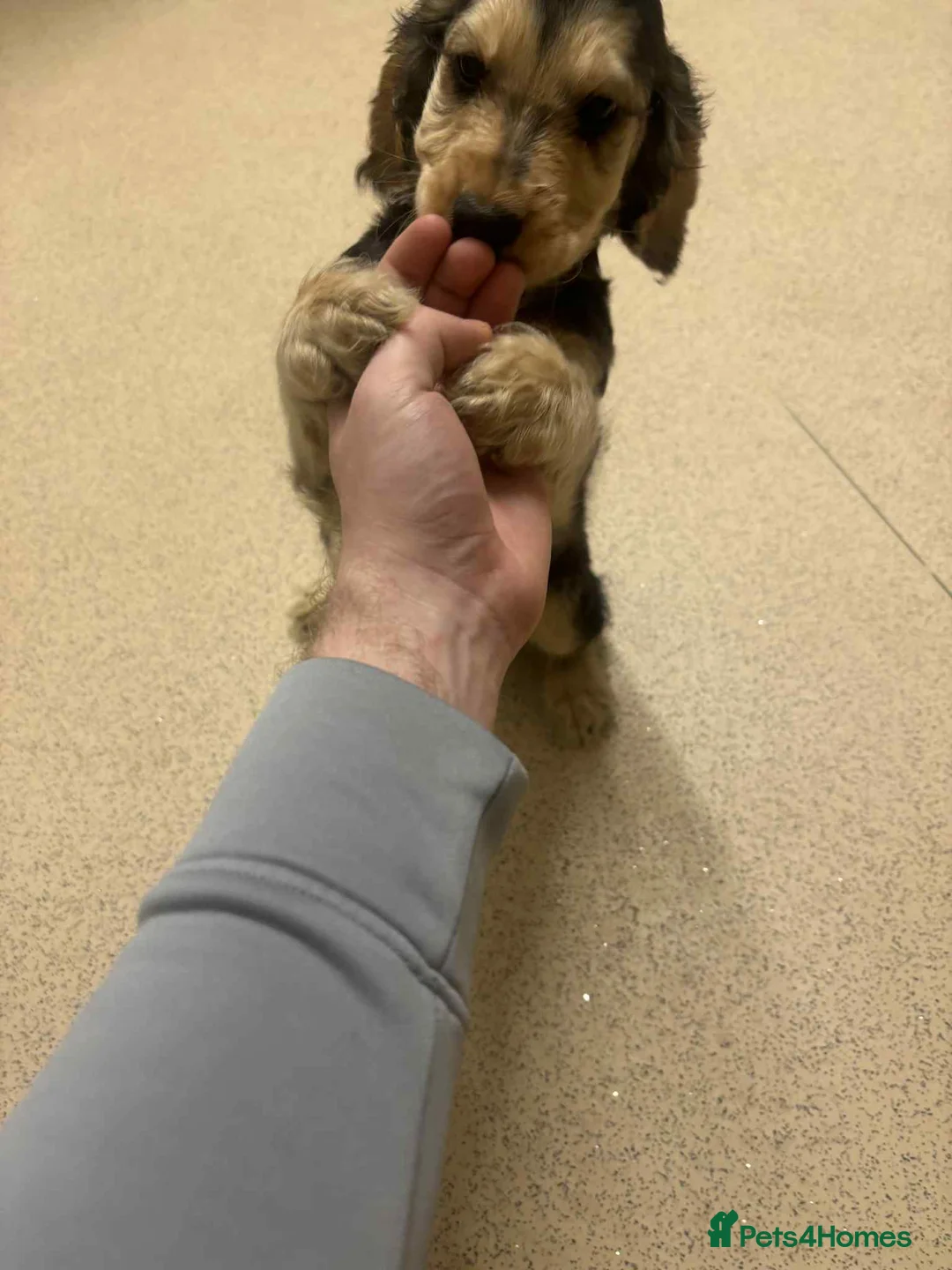 Cocker Spaniel dogs for sale: 2 boys left!!!! - Advert 4