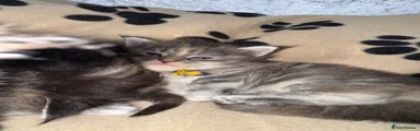 Maine Coon Kitten 5