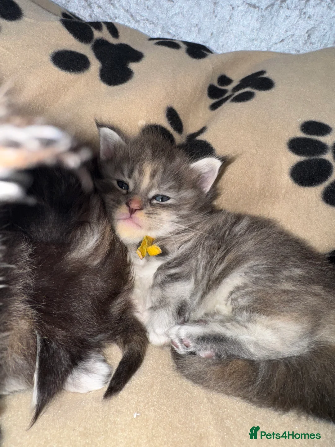 Maine Coon cats for sale: Stunning litter of 7 Maine coons!  - Advert 2