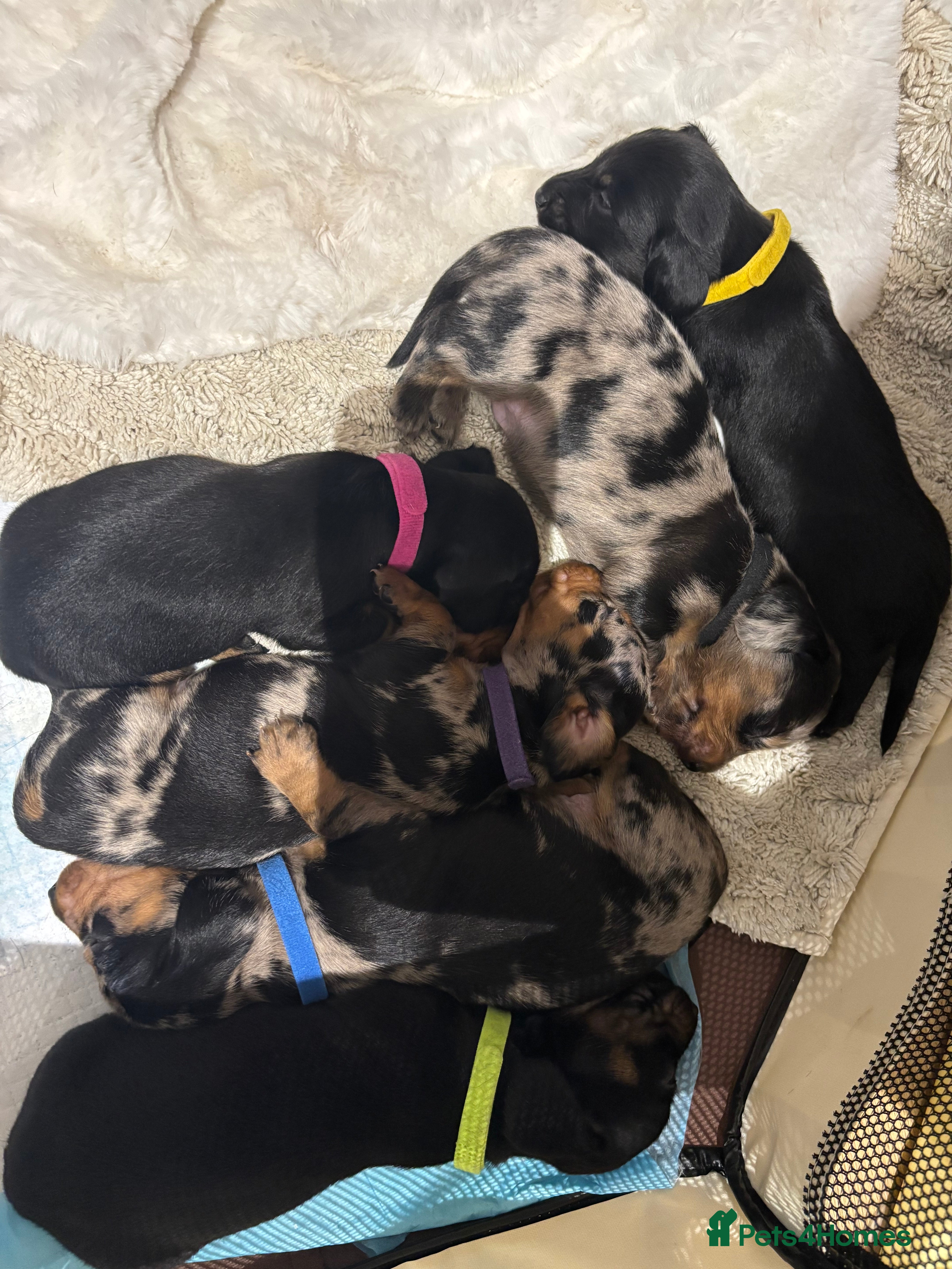Miniature Dachshund dogs 2 left! Long hair/short hair miniature dachshund💖 - Advert 2