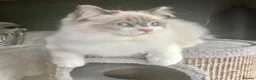 Ragdoll cats for sale: STUNNING BLUE BI COLOUR FEMALE AVAILABLE  - Advert 16