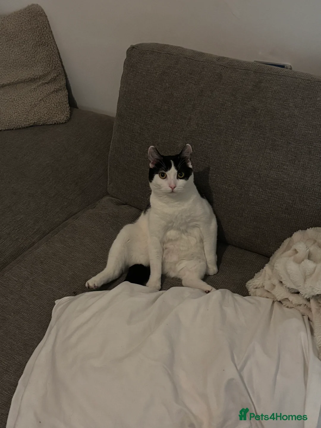 Mixed Breed cats for sale: Eclipse - Advert 16