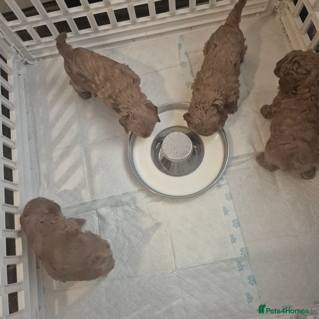 Cavapoo dogs for sale: Beautiful toy cavapoo puppys for sale  - Advert 28