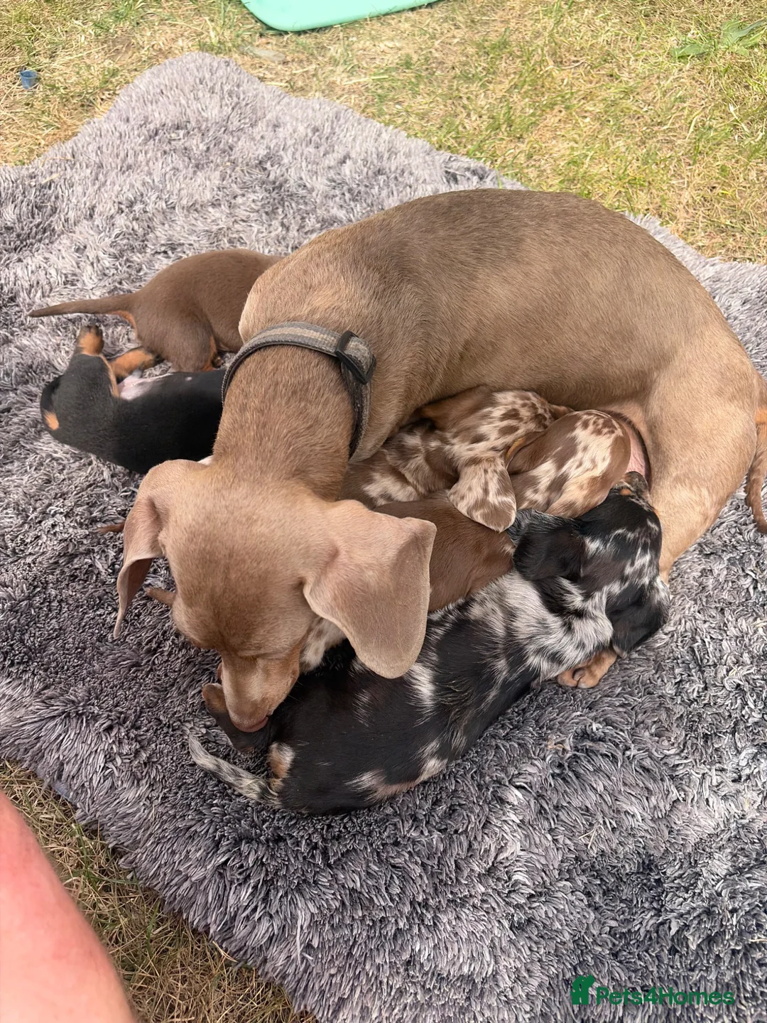 Dachshund dogs for sale: dashound’s puppies  - Advert 2