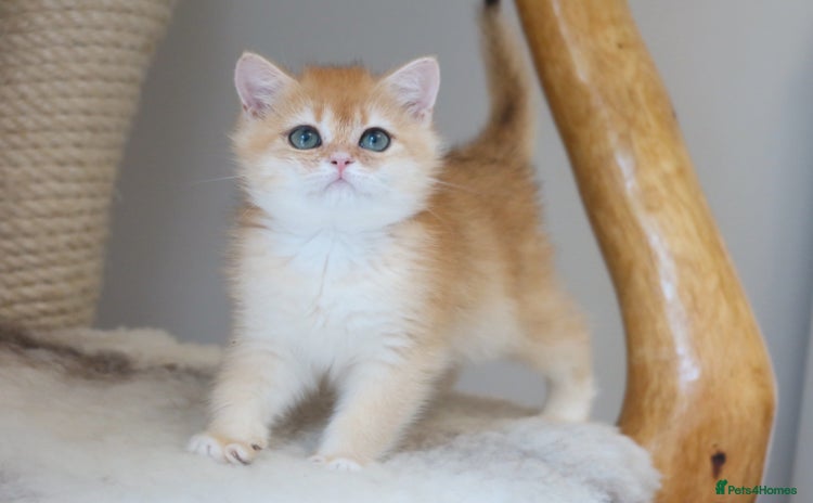 British Shorthair cats - Advert 16