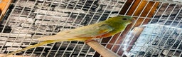 Parakeets birds for sale: Male red rump parakeet and female lovebird  - Advert 7