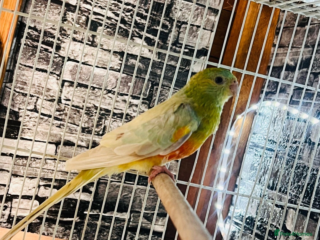 Parakeets birds for sale: Male red rump parakeet and female lovebird  - Advert 7