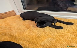 Labrador Retriever dogs for sale: Labrador puppies ready soon. North Yorkshire. - Advert 13