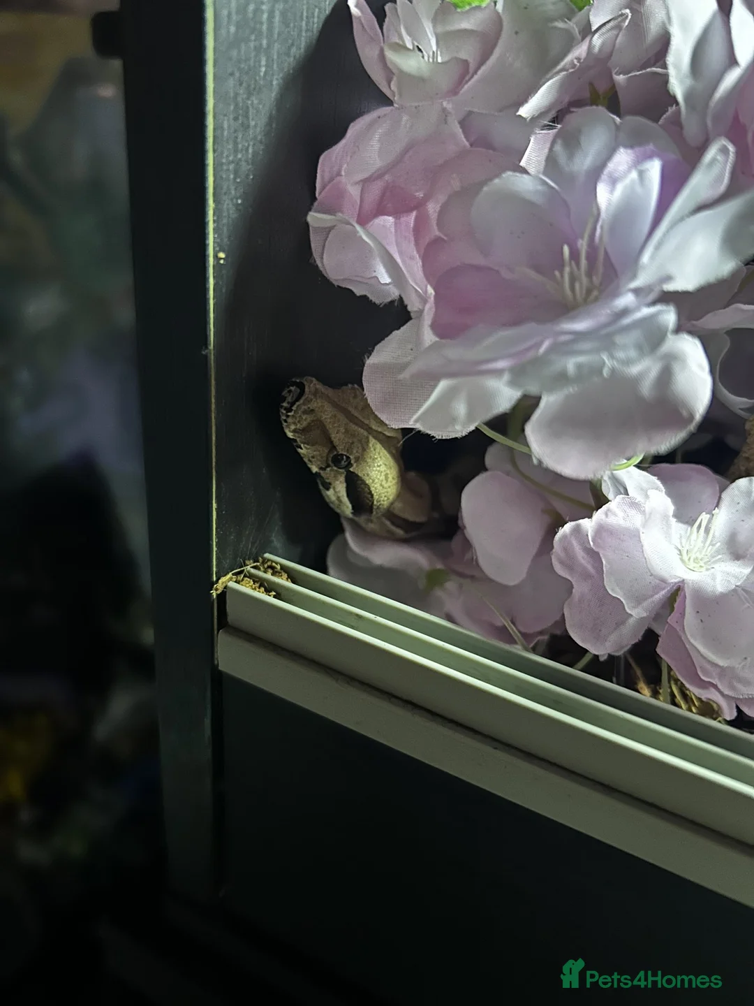 Boa Snake reptiles for sale: MALE friendly tame boa constrictor & SETUP - Advert 3