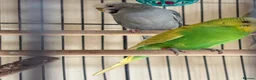 Budgerigars birds for sale: Budgies in Tipton - Advert 5