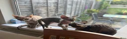 Devon Rex cats for sale: Devon Rex TICA registered kitten boy - Advert 6