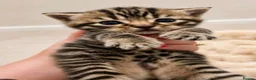 Bengal cats for sale: Bengal , tabby kittens  in Ilford - Advert 19