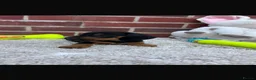 Dachshund dogs for sale: 5 gorgeous miniature dachshund puppy’s🐶 in Cullompton - Advert 12