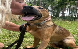 Mixed Breed dogs for adoption: Lykka - Norwich Norfolk  - Image 10