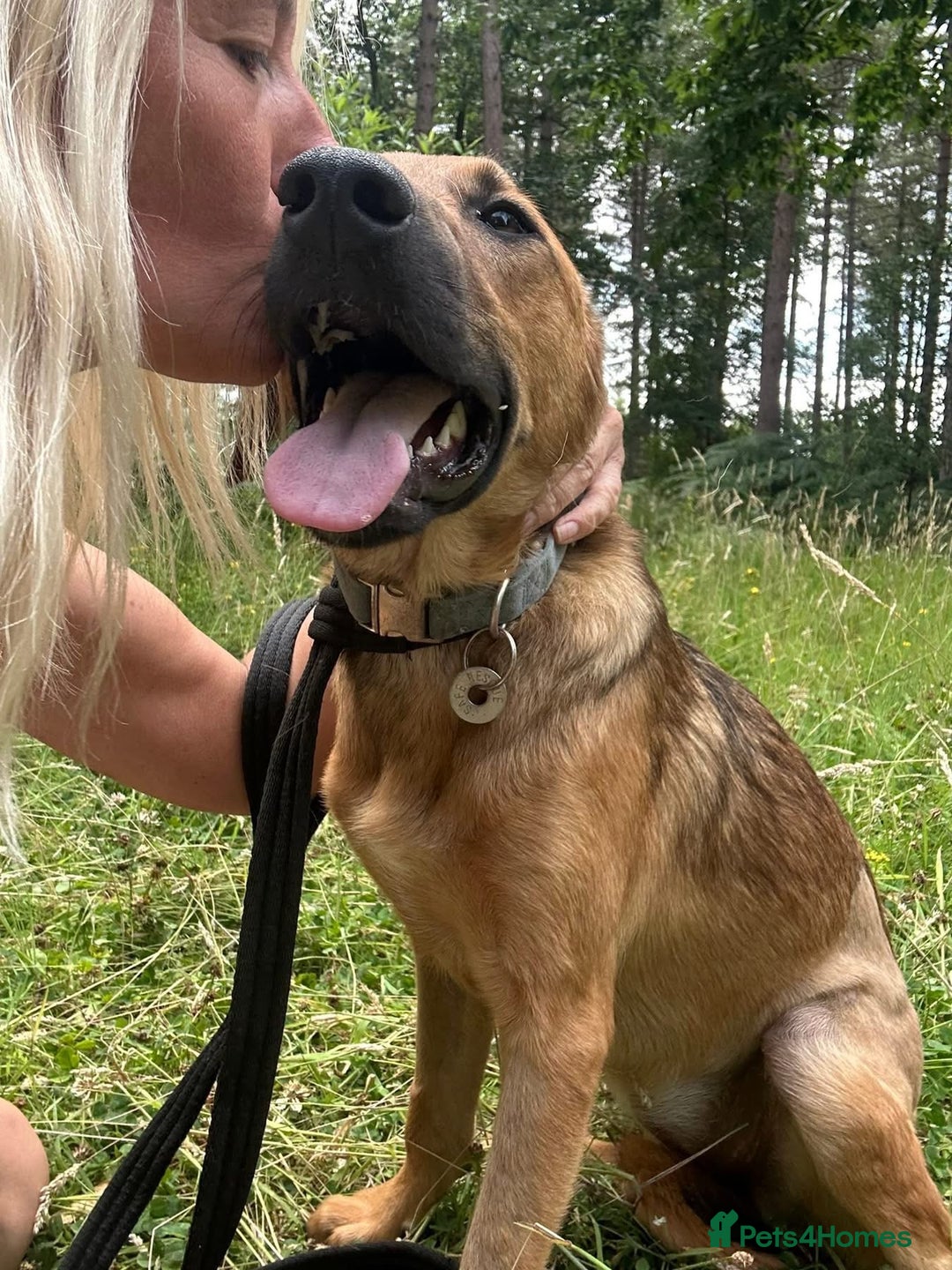 Mixed Breed dogs for adoption: Lykka - Norwich Norfolk  - Image 10
