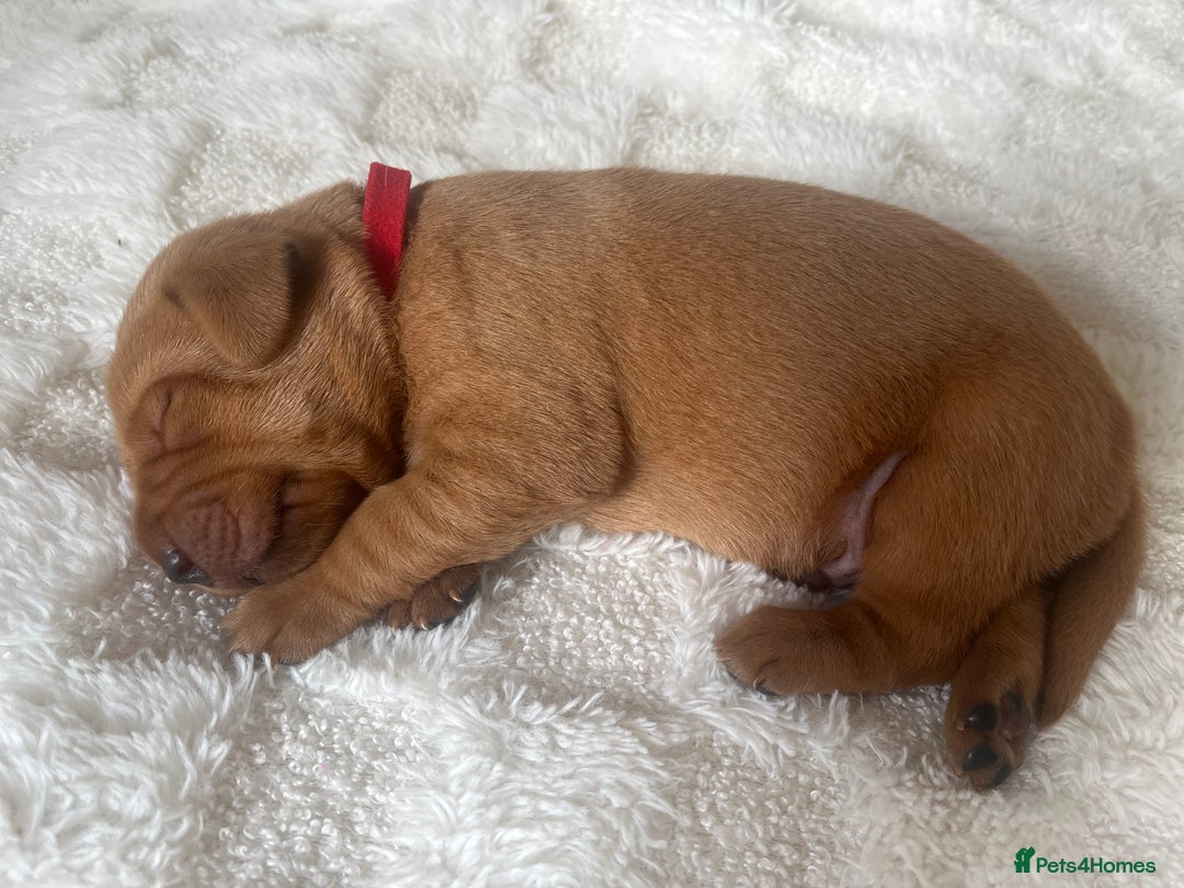 Labrador Retriever dogs for sale: 🌟 5 Star KC Registered FOX RED & YELLOW Labradors - Advert 14