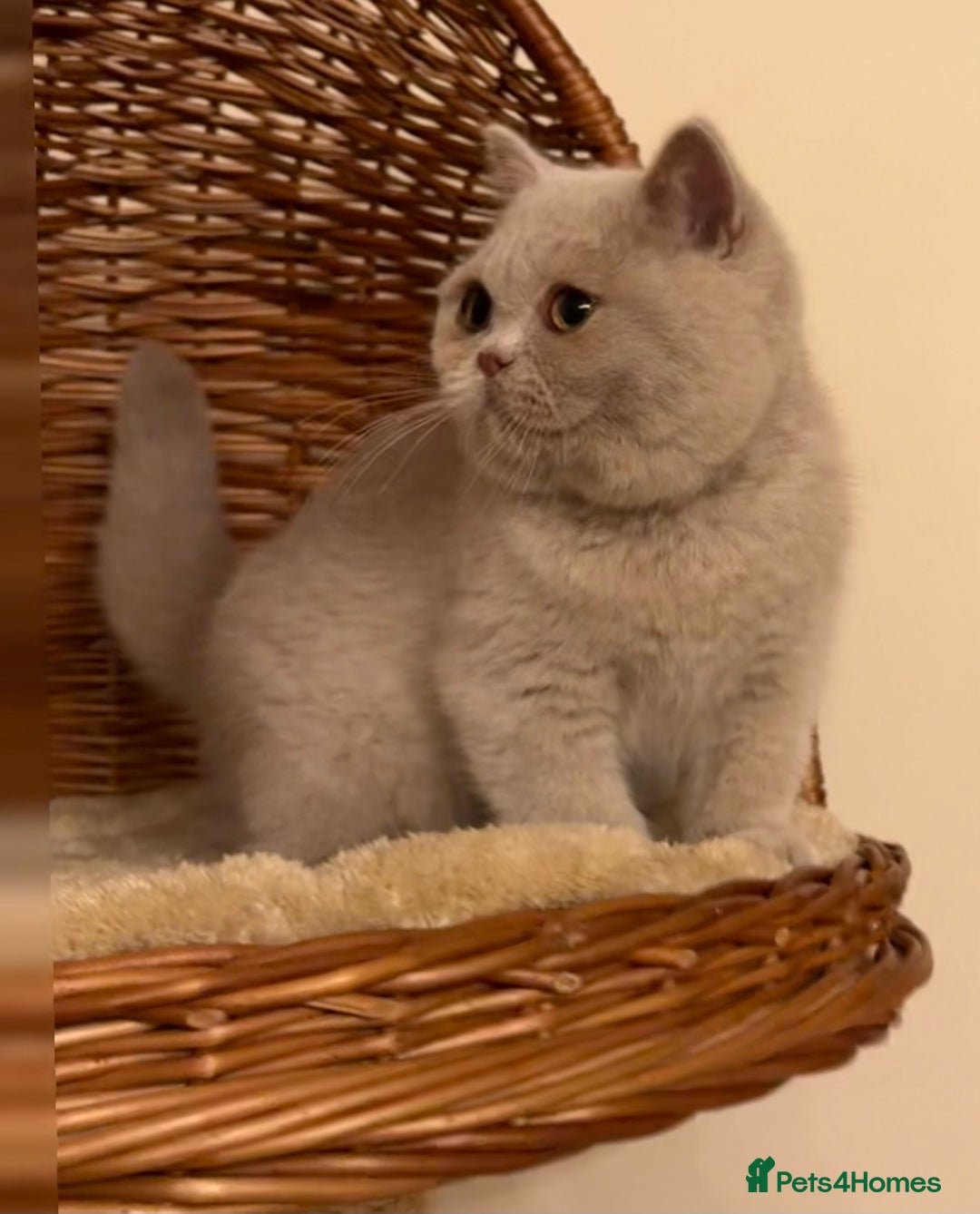 British Shorthair cats for sale: British Shorthair kittens  - Advert 5