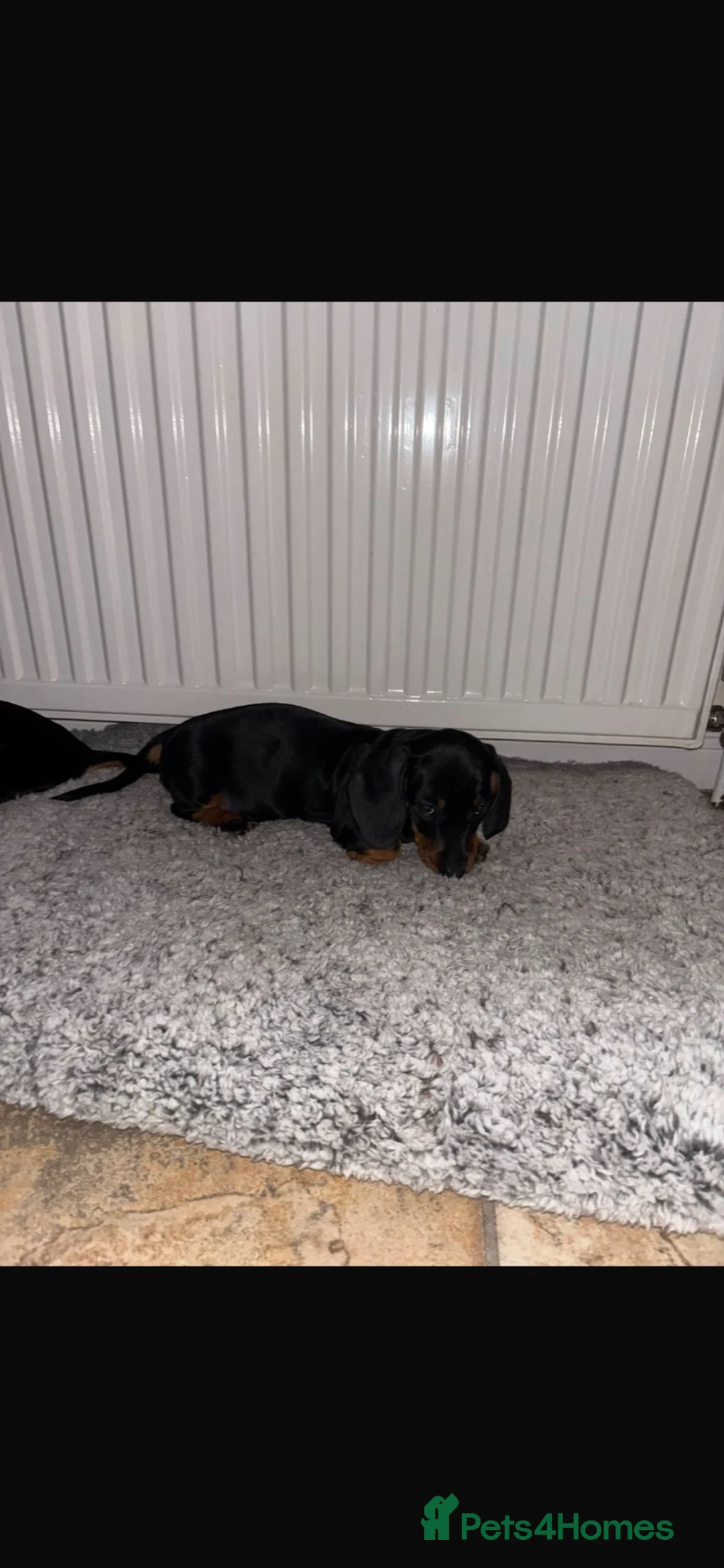 Dachshund dogs for sale: Dachshund puppies  - Advert 9