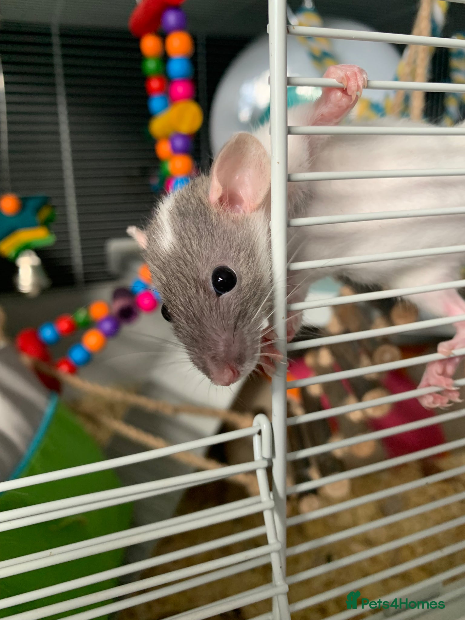 Rat rodents Baby rats  - Advert 2