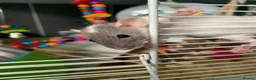 Rat rodents for sale: Baby rats  - Advert 1