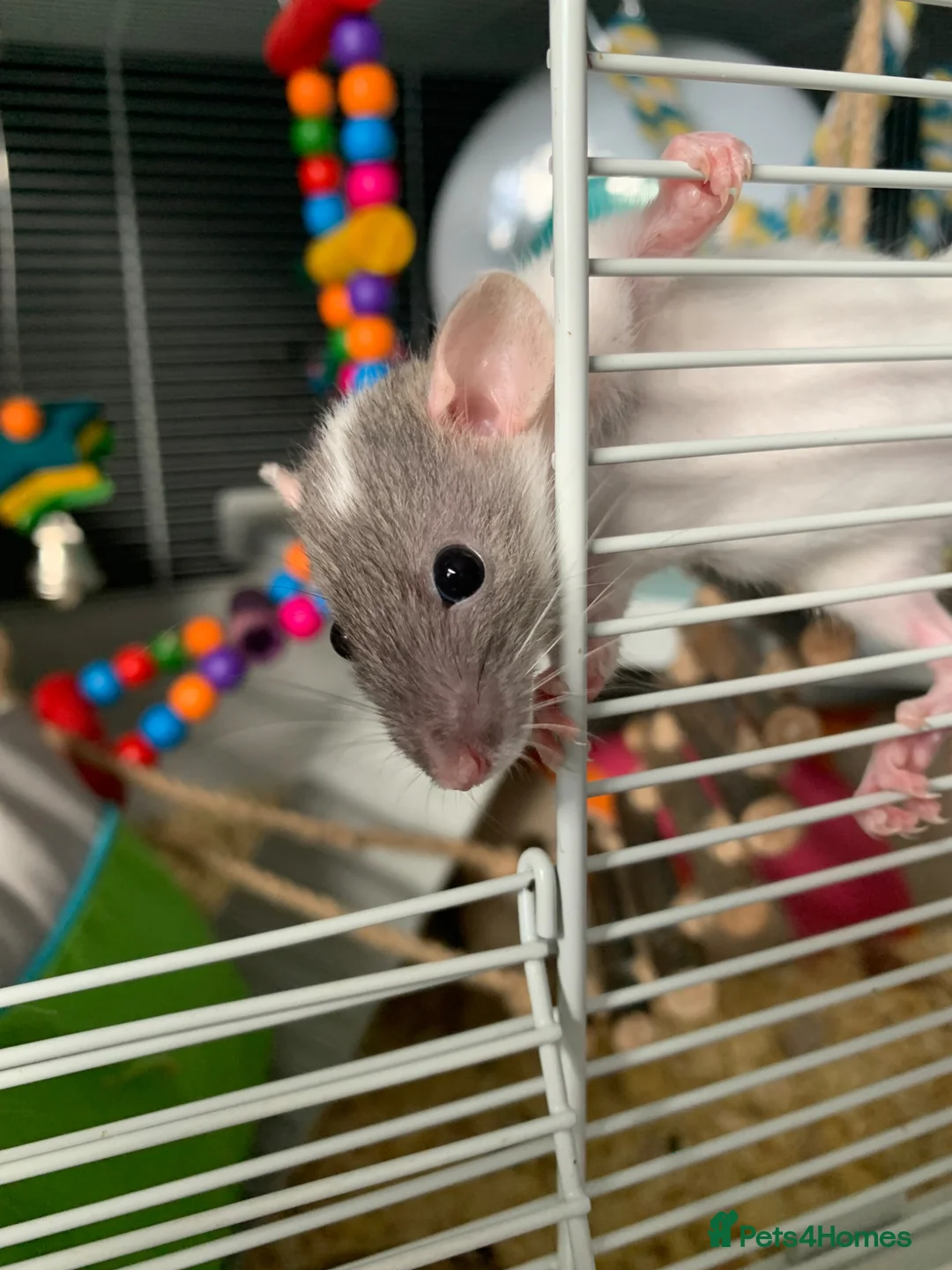 Rat rodents for sale: Baby rats  - Advert 1