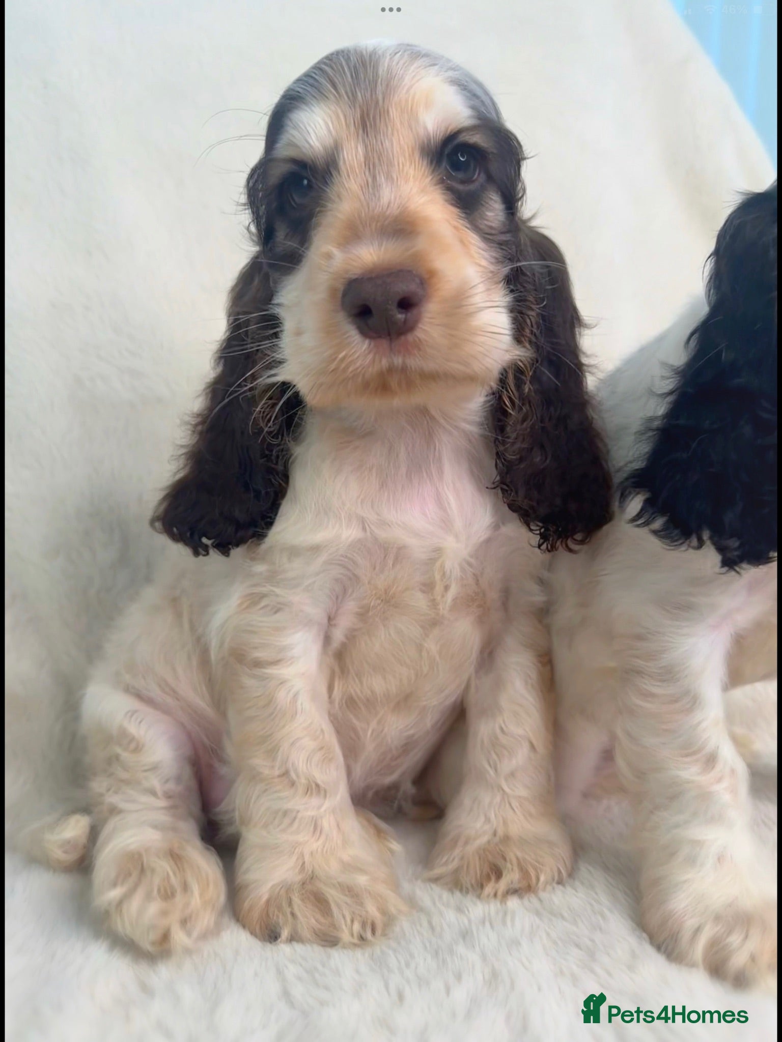 Cocker Spaniel dogs READY NOW KC SHOW COCKER SPANIELS  - Advert 2