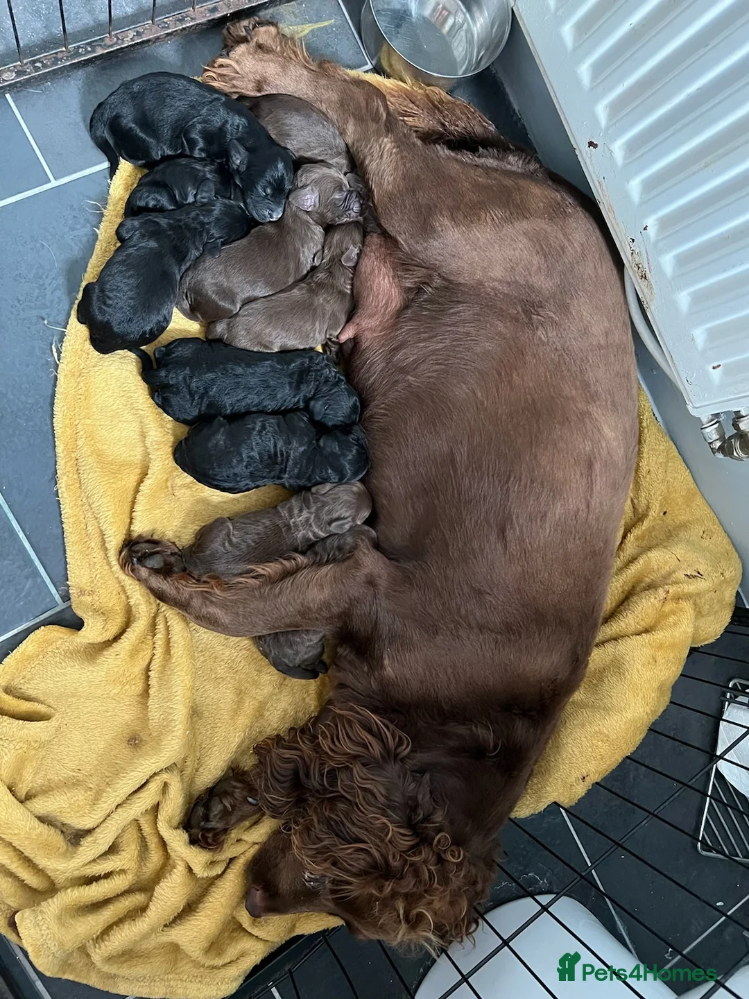 Poodle dogs for stud: FOR STUD Moyen Poodle (proven)  in Northampton - Advert 14