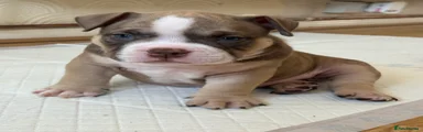 American Bully 3