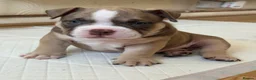 American Bully dogs for sale: 🌟BANK HOLIDAY SPECIAL🌟 Pocket bully pups 😍🐶🏆  - Advert 22