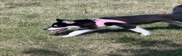 Mixed Breed dogs for sale: Socialised Husky x Malamute | Health tested 🐾 - Advert 27