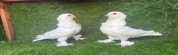 Pigeons birds for sale: Top Quality Strong Breeding Pair – Vaccinated - Advert 6
