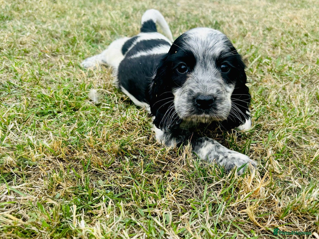 Cocker Spaniel dogs for sale: Cocker Spaniel Puppies  - Image 6