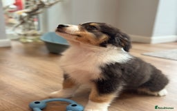Australian Shepherd dogs for sale: 2 KC registered Australian Shepards remaining! - Image 11