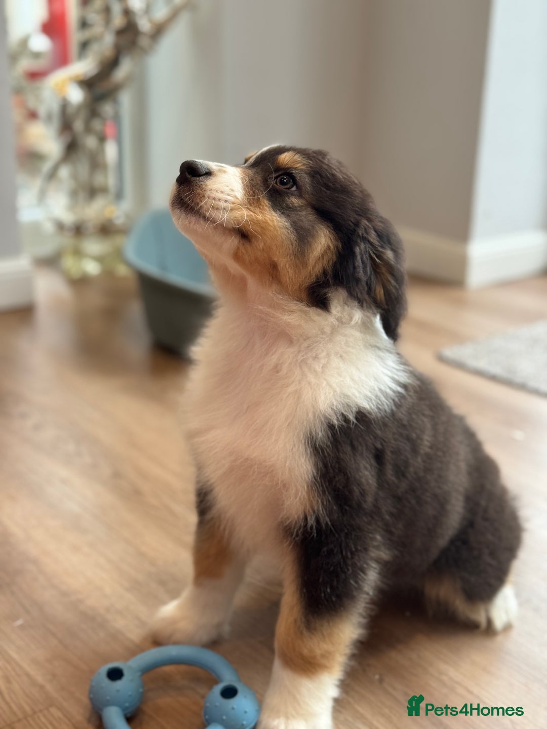 Australian Shepherd dogs for sale: 2 KC registered Australian Shepards remaining! - Image 11